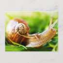Recherche de escargots cartes postales Insecte