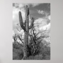 Recherche de cactus noir blanc art Saguaro
