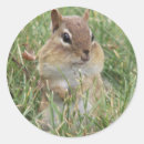 Recherche de chipmunk autocollants Sauvage