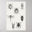 Recherche de scarabées posters Animal