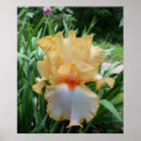 Zoek naar iris bloem posters Irissen