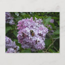 Recherche de abeilles cartes postales Bourdon