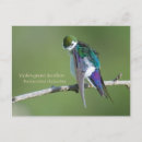Recherche de hirondelles cartes postales Animaux