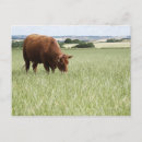 Recherche de agriculture cartes postales Pâturage