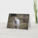Recherche de boxeur blanc vœux cartes Animal