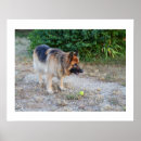 Recherche de alsacien posters Dog