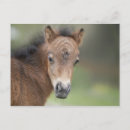 Recherche de foal Cheval
