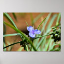 Recherche de étamine posters Jardin