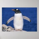 Recherche de schafer de kevin Animal