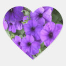 Recherche de pétunia photographie Plante