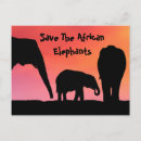 Recherche de éléphant africain cartes postales Forêt
