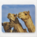 Recherche de caire tapis souris Égypte