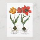 Zoek naar tulp vintage briefkaarten Tulpen