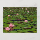 Recherche de nénuphars roses cartes postales Eau