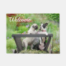 Recherche de de chien carlin paillassons Mignon
