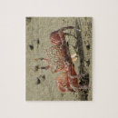 Recherche de crabe puzzles Plage