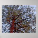 Recherche de forêt pin de posters Botanique