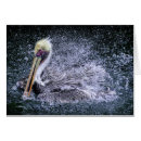 Recherche de pelecanus cartes postales Faune