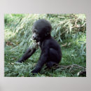 Recherche de singe de bébé posters Faune