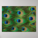Zoek naar peafowl Peahen