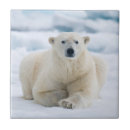 Zoek naar boeren tegels Dier