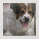 Recherche de berger australien invitations Chiot