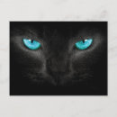 Zoek naar katten gezicht briefkaarten Dieren