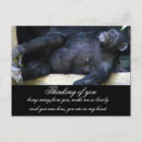 Recherche de chimpanzé cartes postales Réflexion