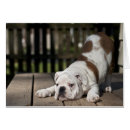 Recherche de bouledogue anglais cartes postales Photographie