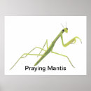Recherche de mante de prière posters Insecte