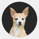 Recherche de de chiwawa autocollants Canin