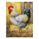 Zoek naar boerenerf posters Rooster