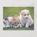 Recherche de comportement de chien posters Jour