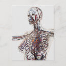Recherche de artères cartes postales Transparent
