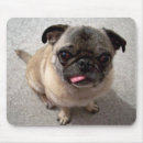 Recherche de langue tapis souris Carlin