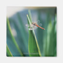 Recherche de insectes magnets Rouge