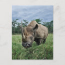 Zoek naar neushoorn briefkaarten Wilde dieren