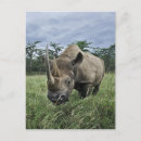 Recherche de rhinoceros cartes postales Faune