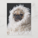 Recherche de chien carlin cartes postales Mignon