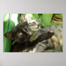 Recherche de boudin posters Chats