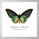 Zoek naar vintage butterfly posters Blue