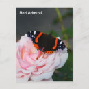 Recherche de amiral cartes postales Papillon