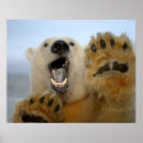 Recherche de banquise art Ours polaire