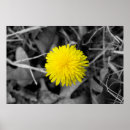 Recherche de pissenlit et blanc art Jaune