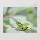 Recherche de amphibiens cartes postales Vert