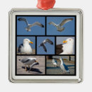 Recherche de mouettes ornements Vol