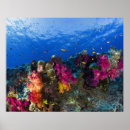 Recherche de fidji art Nature