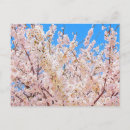 Recherche de cerisier en fleurs cartes postales Pour elle