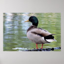 Zoek naar eend posters Wilde eenden