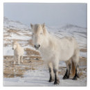 Zoek naar ijslands tegels Equus caballus